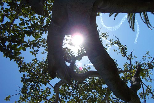 Trees